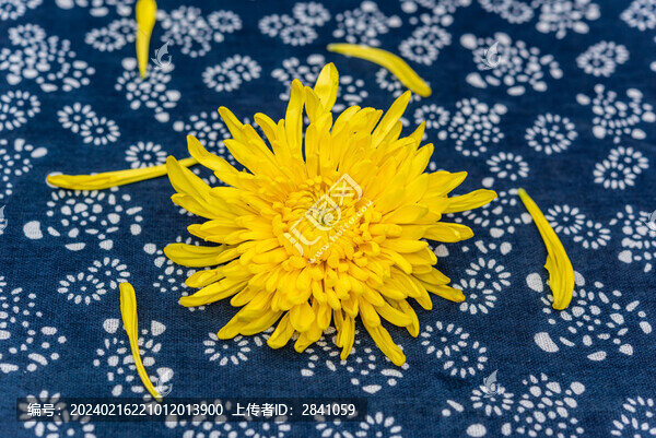 室內(nèi)棚拍一朵盛開的金菊花