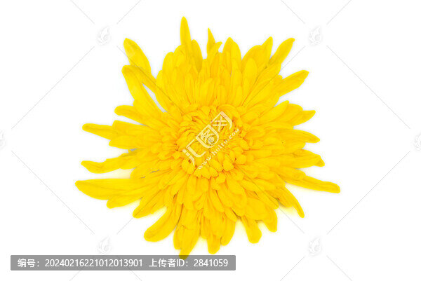 室內(nèi)棚拍一朵盛開(kāi)的金菊花