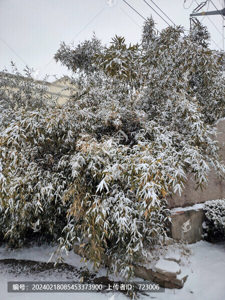 雪后竹林