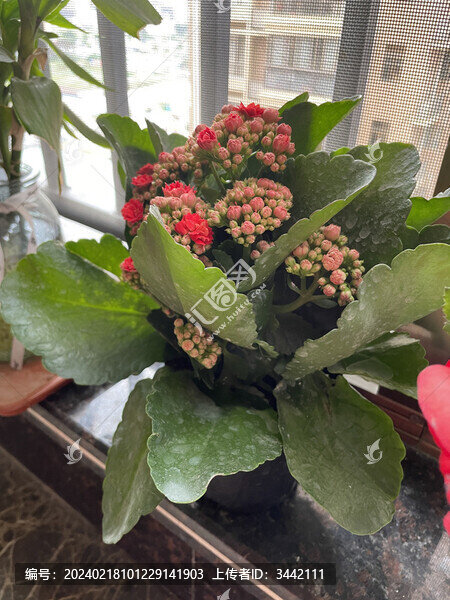 長(zhǎng)壽花