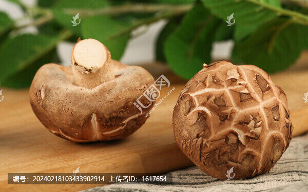 香菇