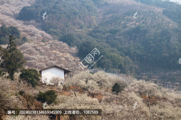 永泰梅林