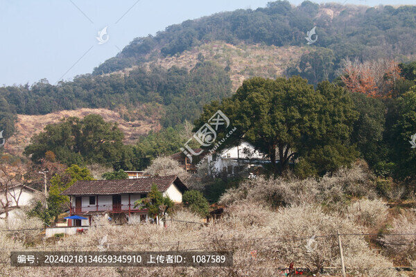 永泰梅林