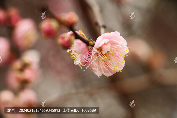 梅花