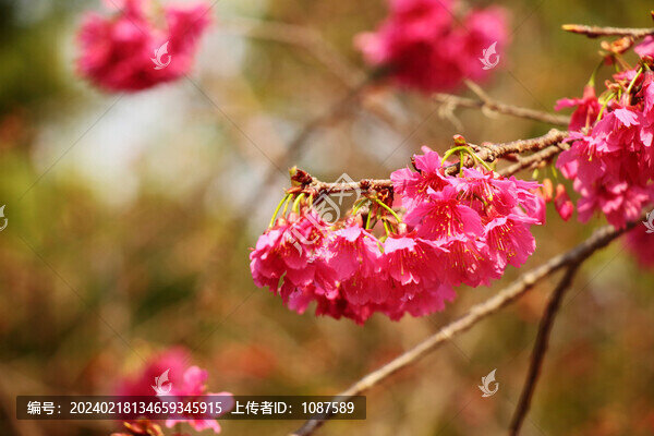 山櫻花