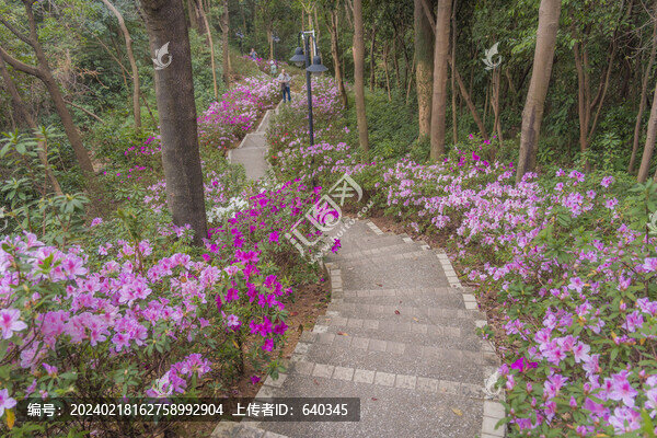 麓湖公園鴻鵠樓下的杜鵑花