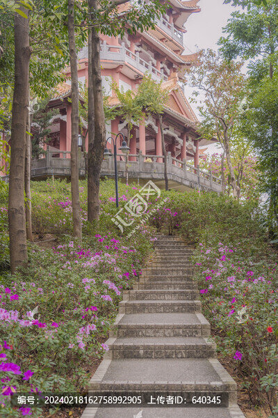 麓湖公園鴻鵠樓下的杜鵑花