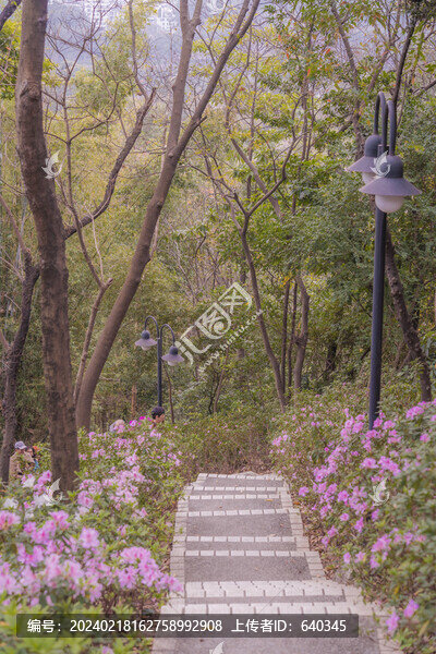 麓湖公園鴻鵠樓下的杜鵑花