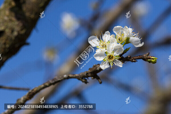 梨花
