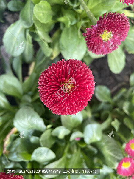 雛菊