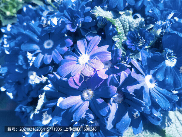 藍色瓜葉菊