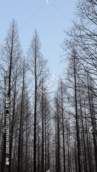 樹枝與天空