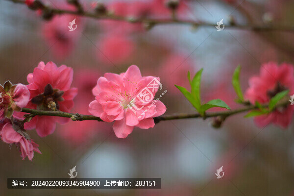 桃花