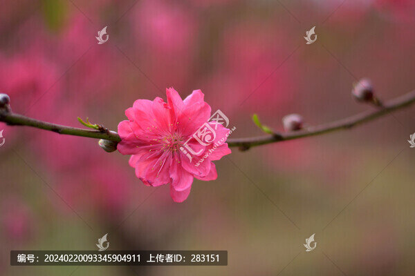 桃花