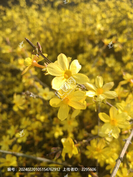 迎春花