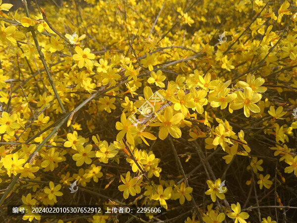 迎春花