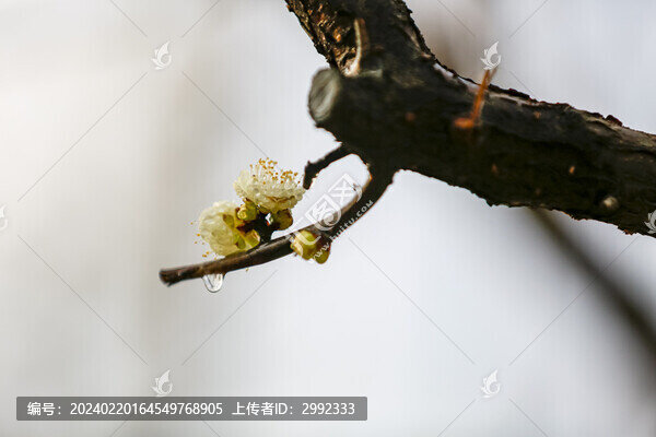 一枝梅