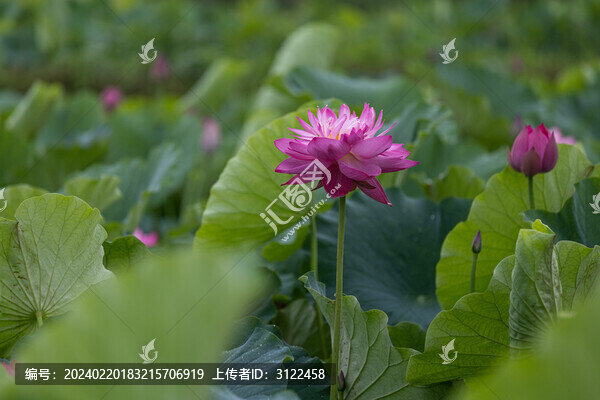 綠葉背景下的粉色荷花綻放特寫