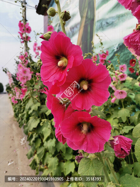 蜀葵