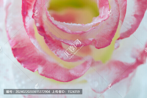 玫瑰花朵