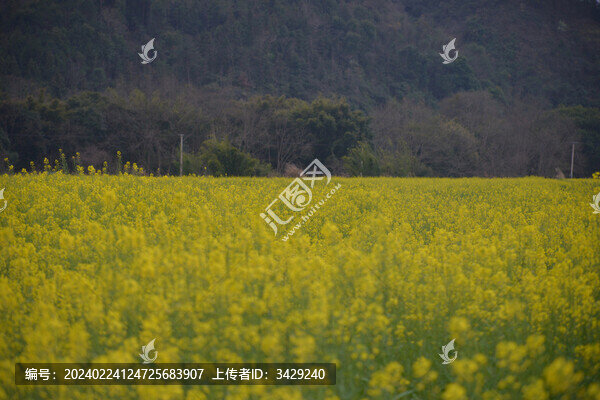 油菜花