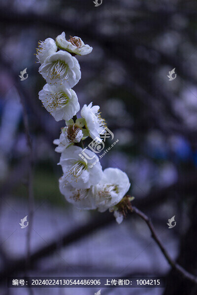 白梅花