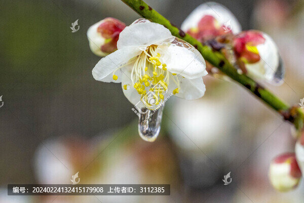 湖南農(nóng)科院的凍梅