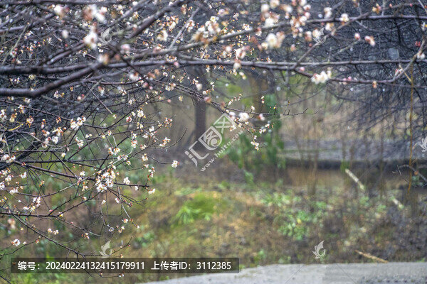 湖南農(nóng)科院的凍梅
