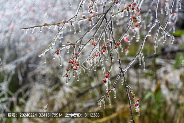 湖南農(nóng)科院的凍梅