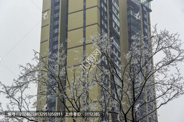 長沙的凍雨冰樹
