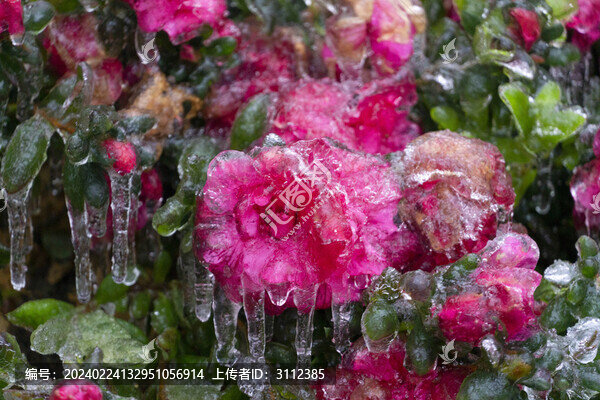 長沙的凍雨冰樹