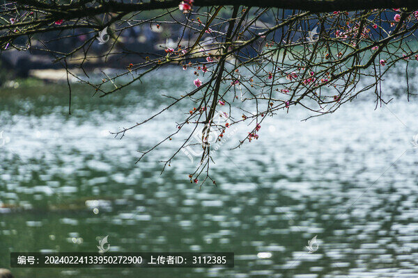 長(zhǎng)沙桃花嶺的梅花