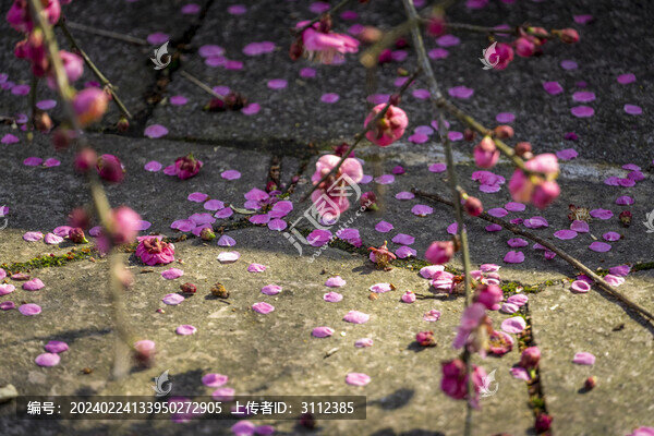長沙桃花嶺的梅花