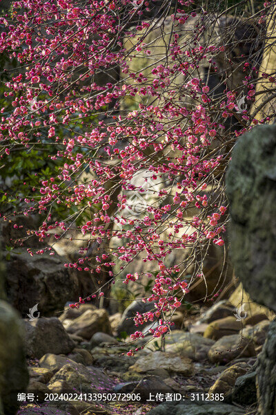 長(zhǎng)沙桃花嶺的梅花