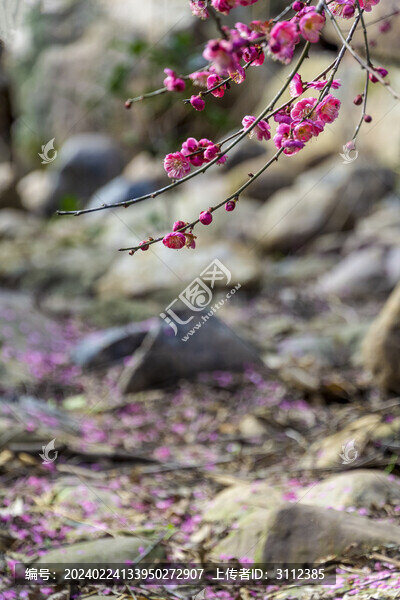 長沙桃花嶺的梅花