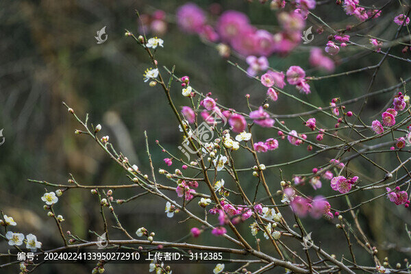 長(zhǎng)沙桃花嶺的梅花