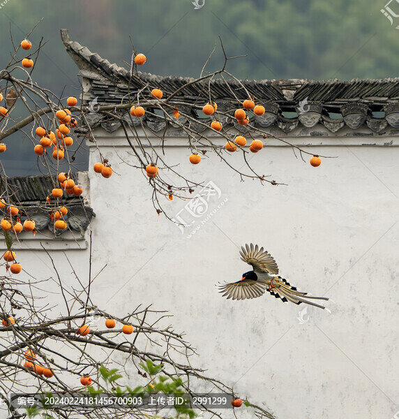 紅嘴藍(lán)雀