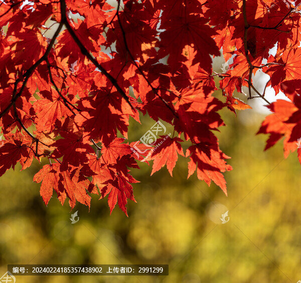 紅透的楓葉
