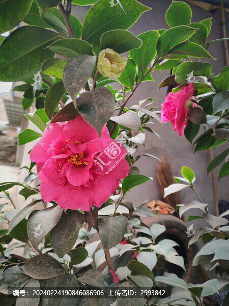 山茶花