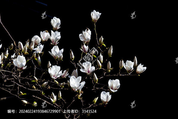 玉蘭花