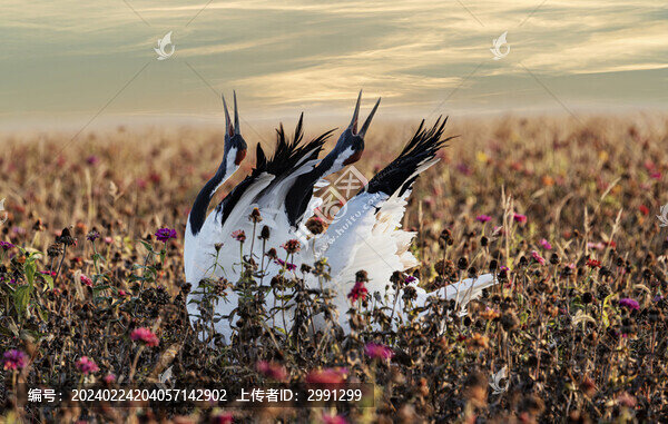 神鶴起舞