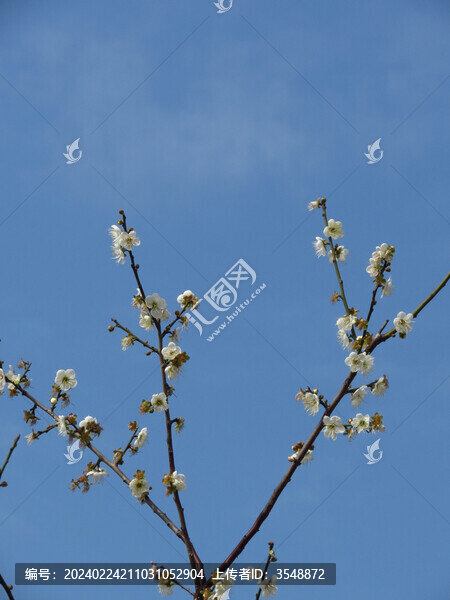 白梅花