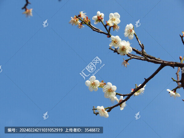 白梅花