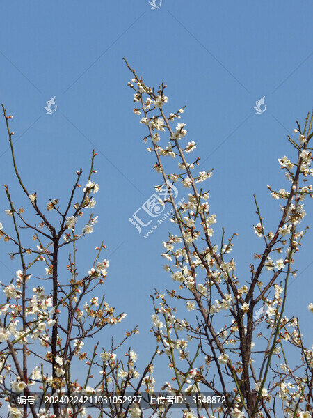 白梅花