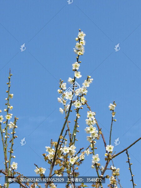 白梅花