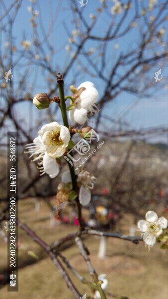 白梅花