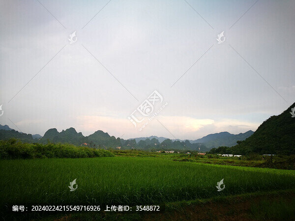 田野