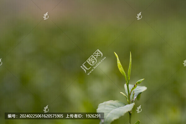新鮮的嫩茶葉茶芽孢