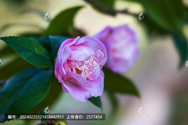 深圳園博園茶花