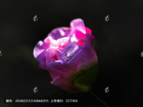 深圳園博園茶花